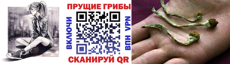 купить   Усть-Катав  Псилоцибиновые грибы Psilocybine cubensis 